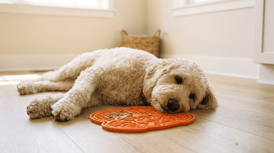 How to slow down a dog that eats too fast - Caelo
